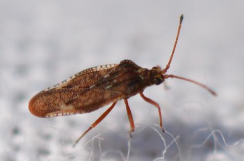 Physatocheila dumetorum